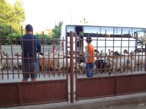 Waiting for the herd to pass before getting back on the bus in Rogova